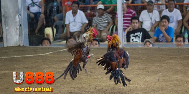 cwin1 đăng nhập mậu binh khuyến mãi