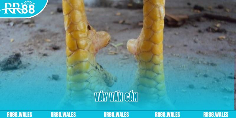 cwin1 Phi Đội Ưu Tú