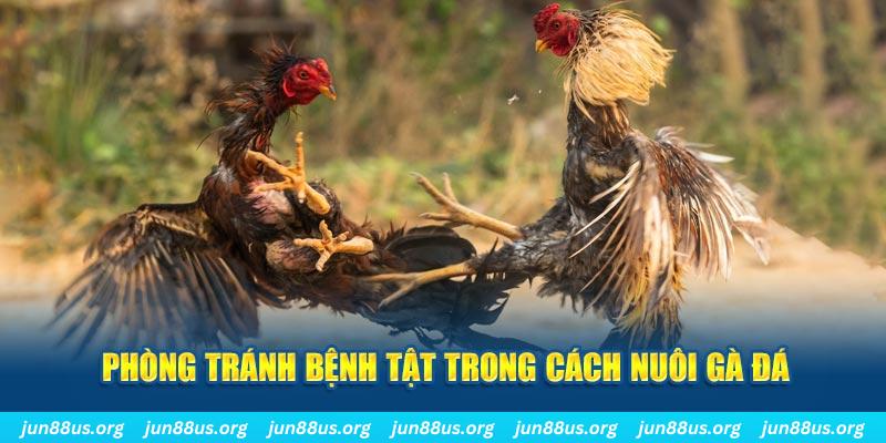 cwin1 Bài Poker Bonus